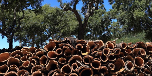 Harvested cork bark in forrest